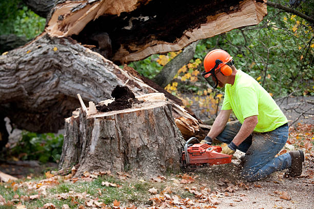 Best Tree Mulching  in Portsmouth, NH